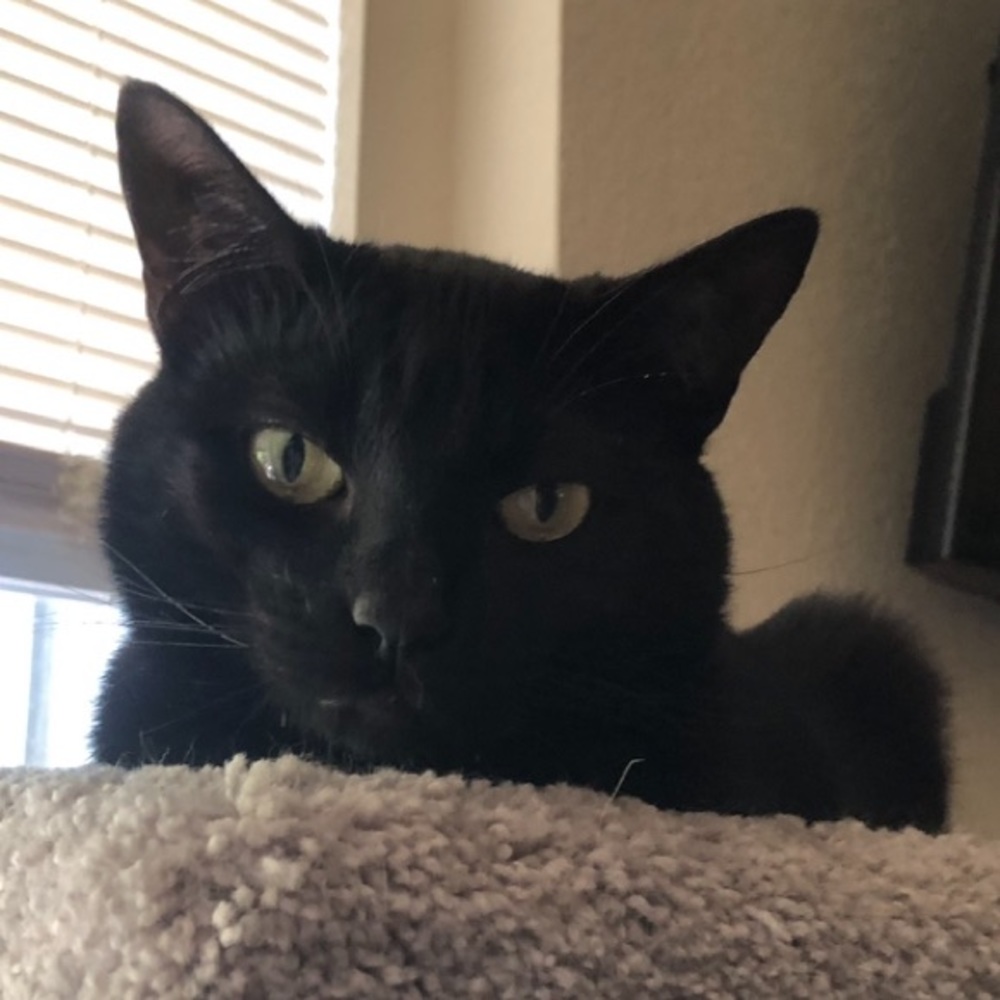 Meet your Posher, Corrine